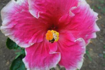 فندق Casitas Las Flores