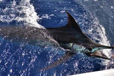 هتل Fish Hook Marina