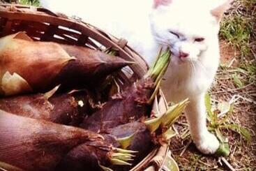 Pension (Hôtel basse catégorie) 標高400メートル古民家一棟貸しナノビレッジ岡山