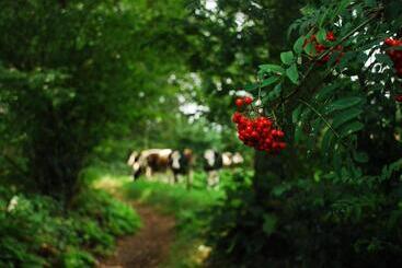 Bed and Breakfast De Bolderie