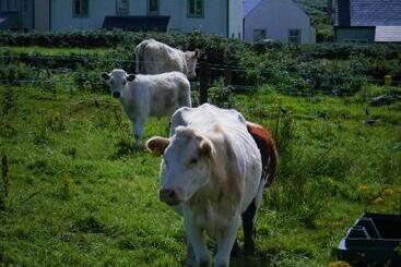 Vandrarhem Doolin House