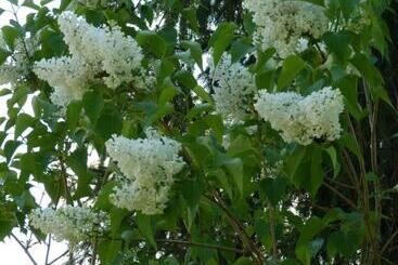 צימר Bnb Goldberg