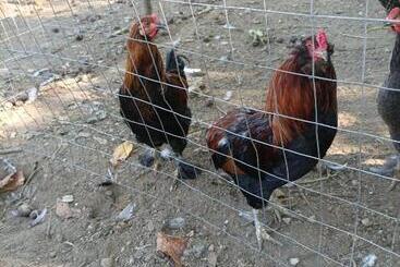 Tenuta Vitale   Azienda Agricola Multifunzionale