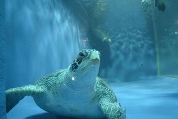 Ryokan Yadoya Tsubaki