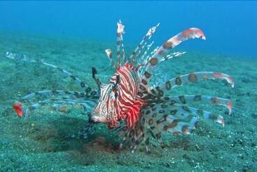 Bed and Breakfast Pranajaya Loka