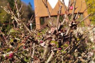 Pensiune Gästehaus Waldeck