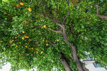 ホテル Le Blanc Inn & Suites