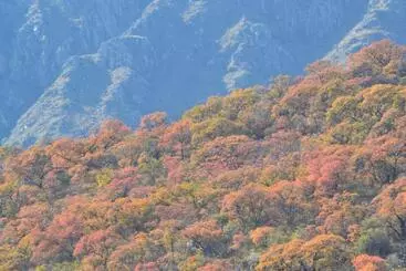 Retkeilymaja Cabañas Los Relinchos