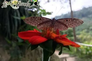 ペンション Loma Nevada Minca