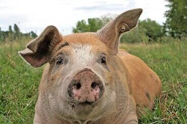 בית מלון כפרי Landgasthof Zur Tanne