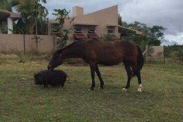 تختخواب و صبحانه 4 Casitas