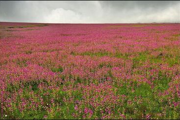 Отель Maharaja Regency