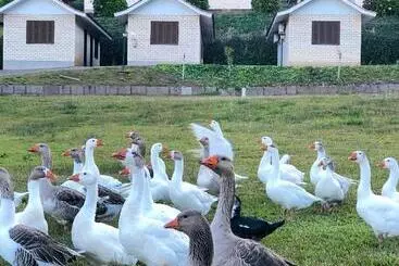 ペンション Pousada Parque Das Pitangueiras