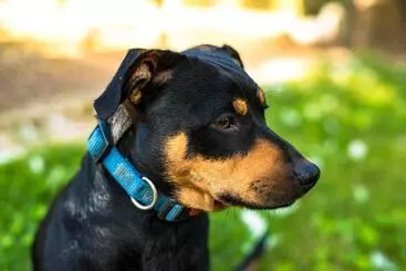 Hotelli Agriturismo Tre Rondini