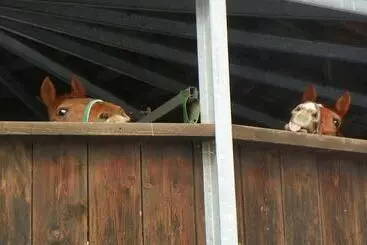 ペンション Reiter  Und Ferienhof Redder