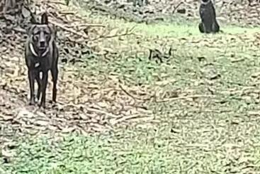 Pensió Coorg Kolamotte