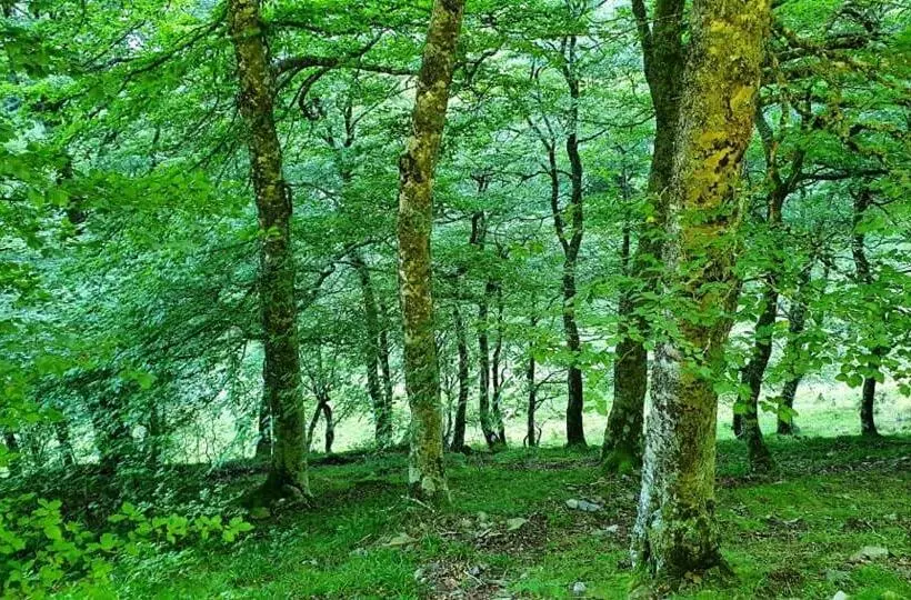 酒店 La Casona De Mestas