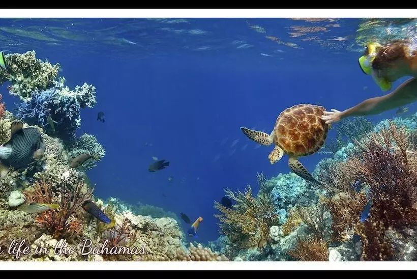 هتل Bell Channel Inn