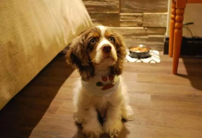 هتل Chateau Bellevue