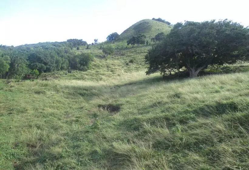 هتل Flemming Tree