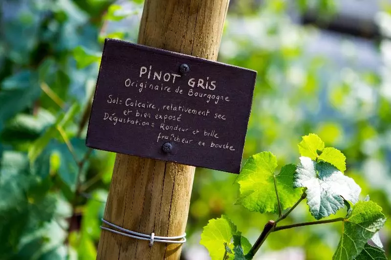 هتل Sofitel Strasbourg Grande Ile