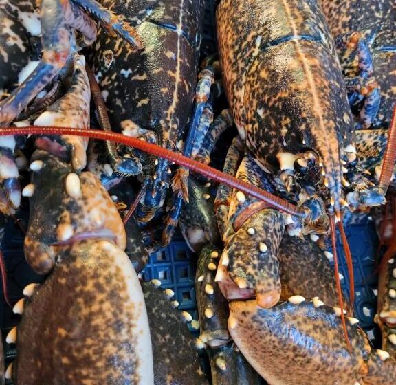 בית מלון כפרי The Old Ferry Inn