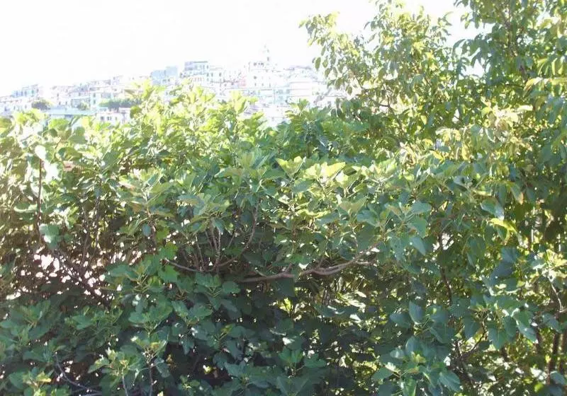 Отель San Marco