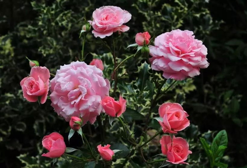 Отель Riviera Blu