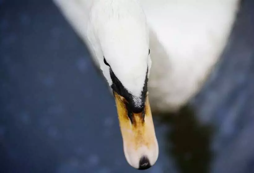 Bilderberg Hotel De Bovenste Molen