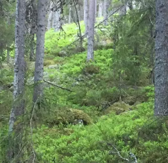 Hotel Stf Tre Björnar B&b