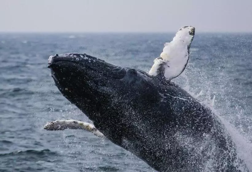 Ocean House Hotel At Bass Rocks