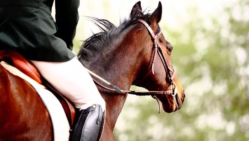 Magnuson Hotel Fowlerville