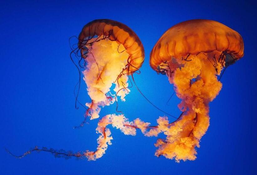 ホテル Golden Sails