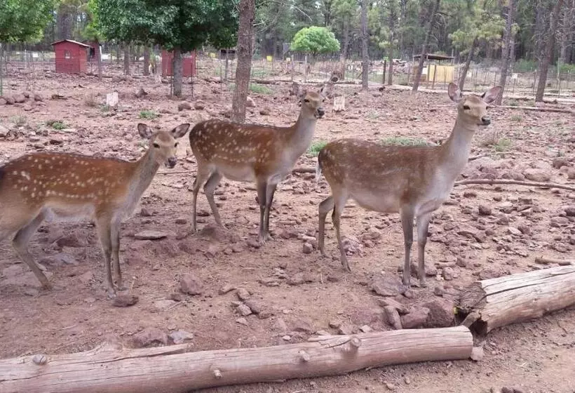 Мотель Super 8 By Wyndham Williams West Route 66   Grand Canyon Area