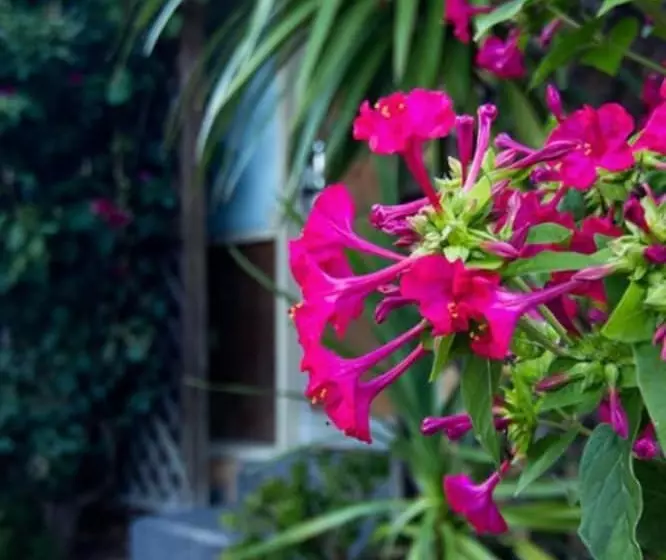 מוטל Cronulla Motor Inn