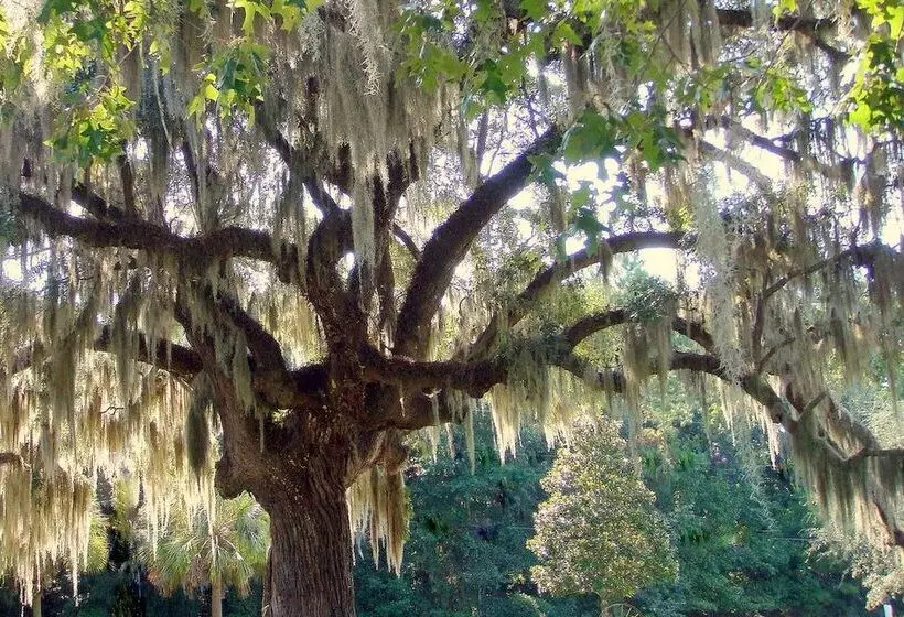 Отель Rhett House