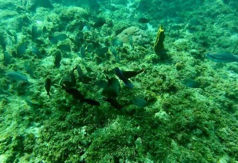 استراحتگاه Allamanda Beach