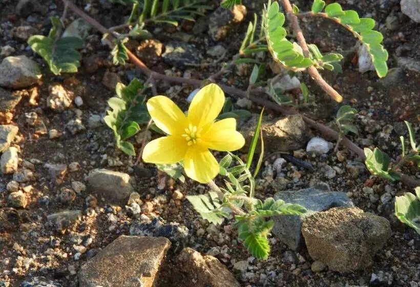 Harmony Hotel Hostel