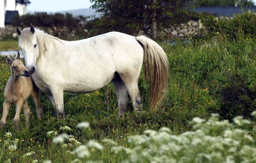 בית מלון כפרי Carna Bay