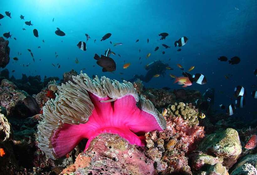 پانسیون Velana Beach Hotel Maldives