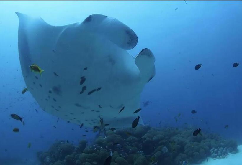 پانسیون White Sand Dhigurah