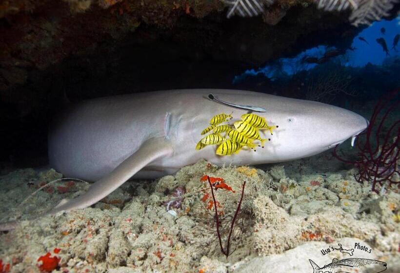 پانسیون White Sand Dhigurah