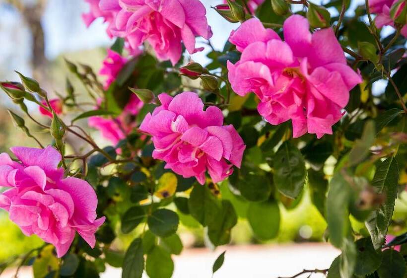 בית מלון כפרי Barossa House