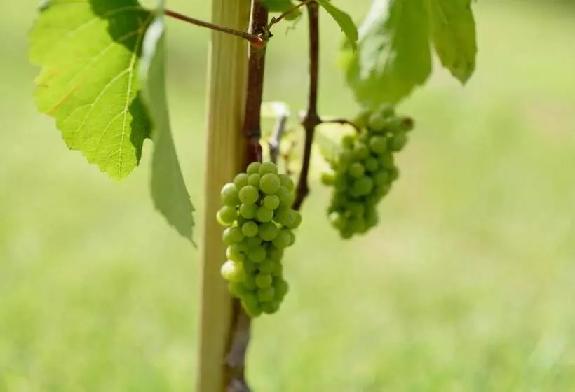 ホテル Leone De Castris Wine