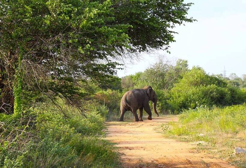 Hotel Best Life Eco Resort Mattala