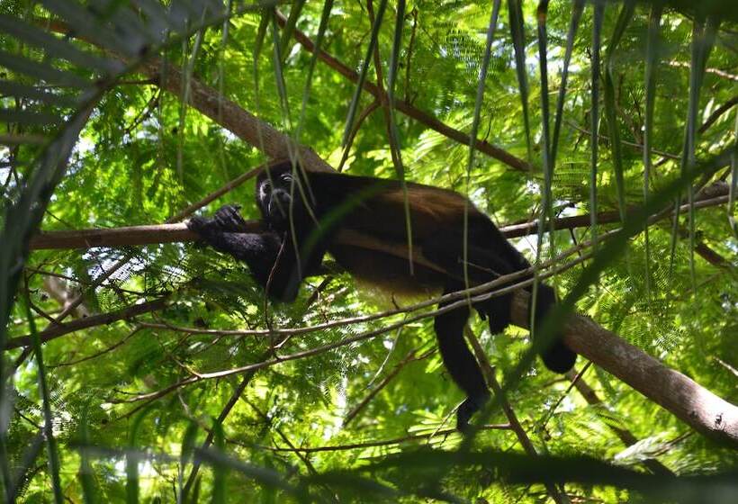 酒店 Cielo Del Mar