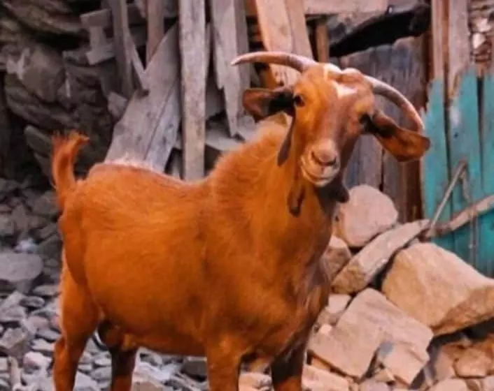 ホテル Doktor Un Evi Deluxe Boutique