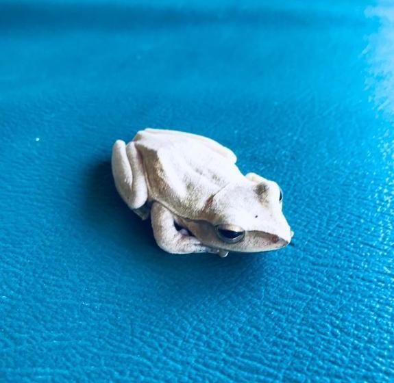 פנסיון Mama Clares