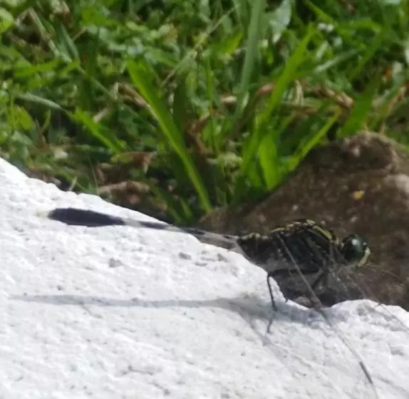 پانسیون Mama Clares