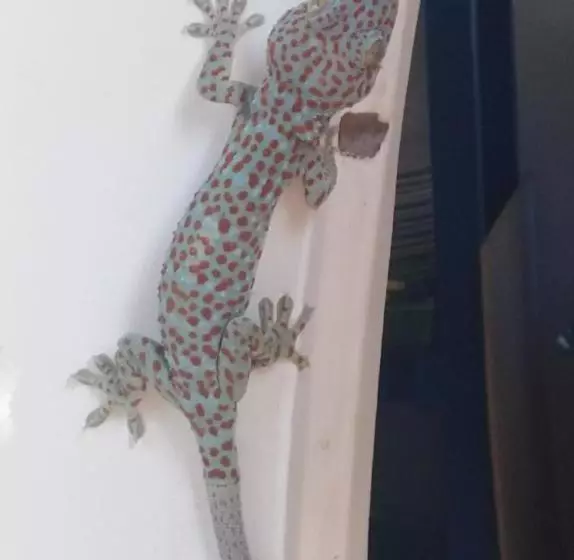 پانسیون Mama Clares